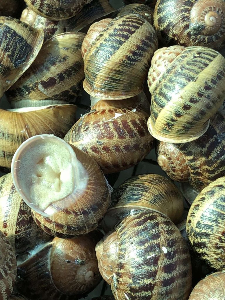 Lumache al naturale a Messina