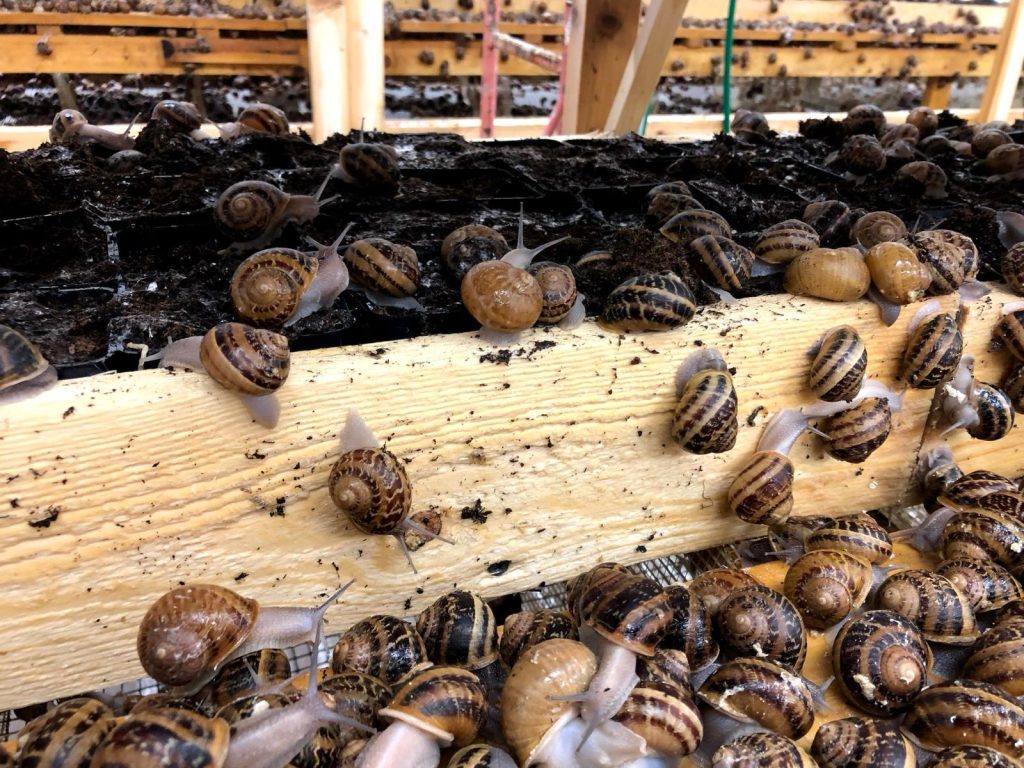 Lumache per ristorazione a Messina Lumache per ristorazione a Messina